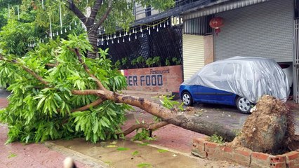 Bão số 2 càn quét, nhiều cây xanh ở Hà Tĩnh bị quật đổ