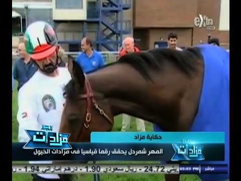 #مزادات | حكاية مزاد | المهر شمردل يحقق رقماً قياسياً في مزاد الخيول