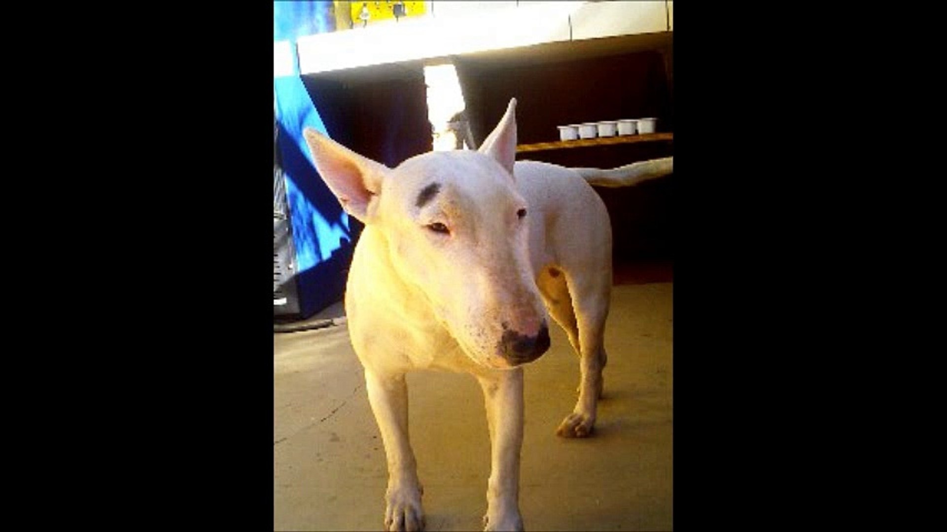 不細工犬 世界のかわいい と思わせる奇妙な犬たち 動画 Dailymotion