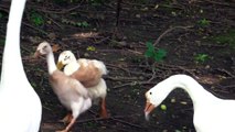 Runner Ducks Failed Mating