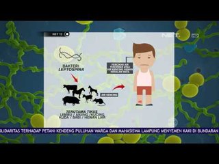 Wabah Leptospirosis Mulai Merebak dan Menyebar di Beberapa Wilayah Jawa - NET12