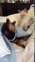 Ce chat qui empêche son ami toutou de dormir est adorable et a fait un buzz énorme