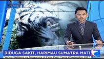 Dua Ekor Harimau Sumatera Ditemukan Mati di Pemukiman Warga