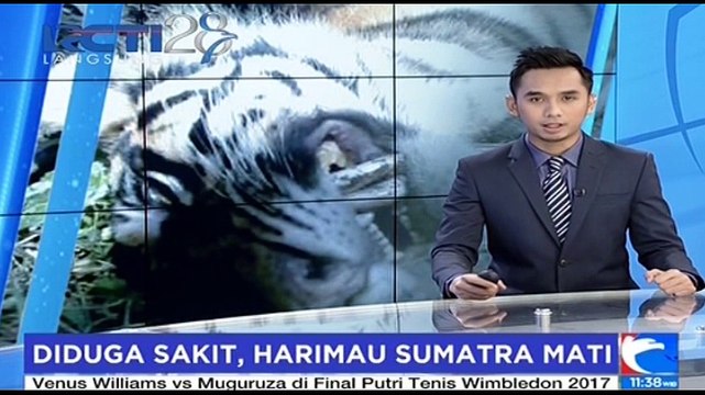 Dua Ekor Harimau Sumatera Ditemukan Mati di Pemukiman Warga