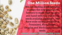 White Widow Feminized cannabis seeds by One Million Seeds