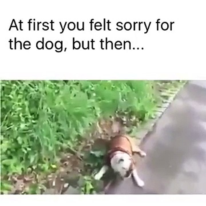 At first you felt sorry for the dog, but then - Hilarious Video
