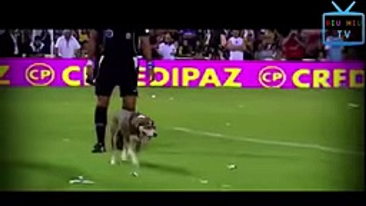 Funny Bad Animals Videos Compilation [MUST SEE PART 3] Hiu Hiu TV - YouTube