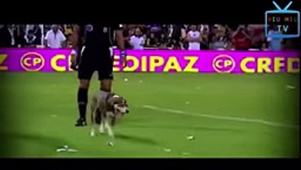 Funny Bad Animals Videos Compilation [MUST SEE PART 3] Hiu Hiu TV - YouTube