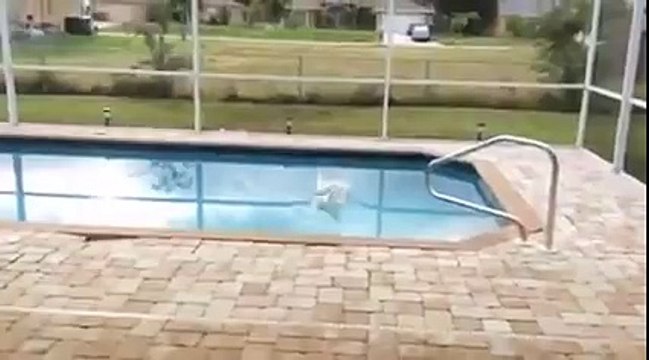 Cette chienne perd tout contrôle lorsqu’elle remarque ce qui se trouve dans le jardin.