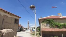 Afyonkarahisar Köydeki Elektrik Direği 5 Yıldır Leyleklerin Mekanı
