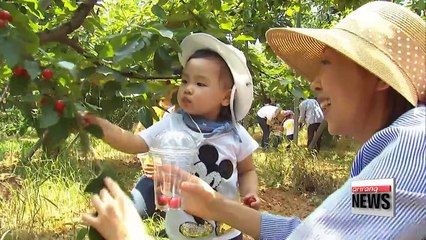 Korea aims to increase production of locally grown cherries