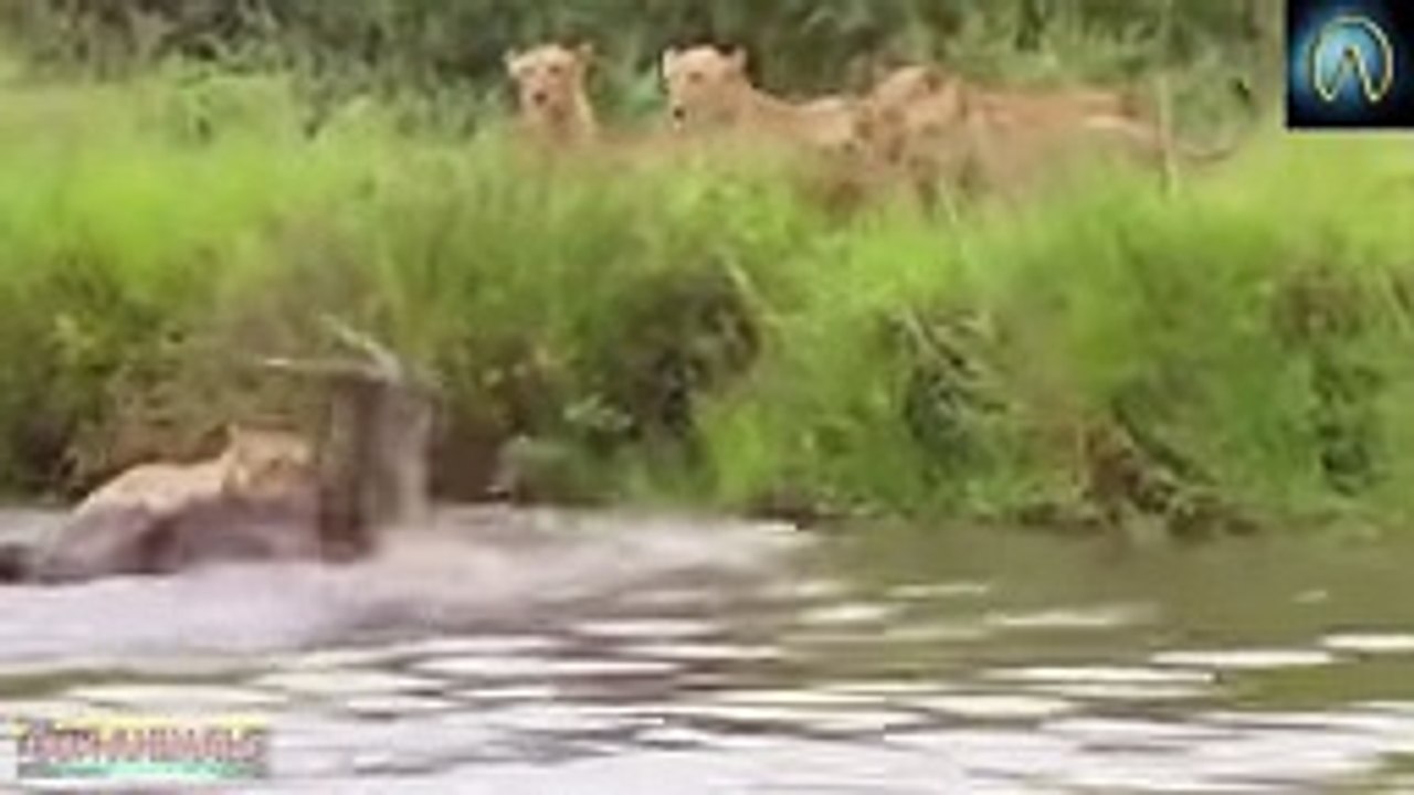 When Prey Fights Back - Most Amazing Animal Attack Fails 2017 -
