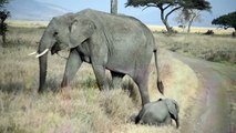 Este Elefante Bebé Estava a Portar-se Mal... Mas A Sua Mãe Reagiu Como Uma Verdadeira Mãe!