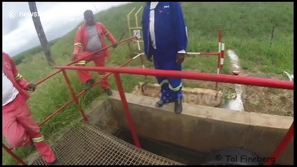 Man rescues angry crocodile from irrigation channel