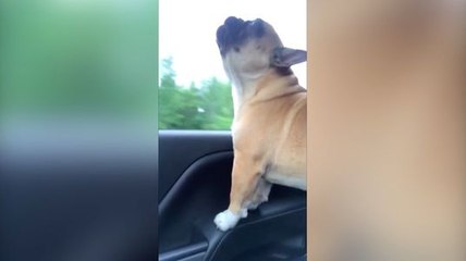 Un chien chante sur une chanson d'Adele !