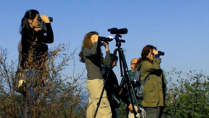 Evropski vikend posmatranja ptica - EuroBirdwatch