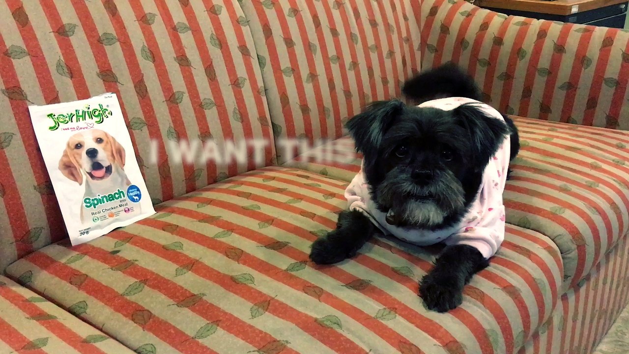 My Funny Dog