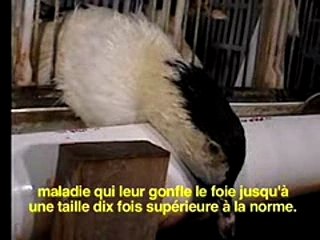 Roger moore contre le foie gras - peta