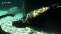 Sea lion plays with girl at Chapultepec Zoo, Mexico City