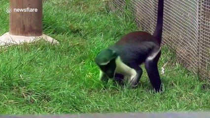 Just a hyperactive monkey going crazy over a stone