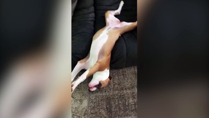 Un chien dort la tête en bas !