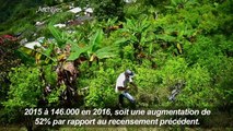 Colombie: hausse de plus de 50% des plantations de coca (ONU)