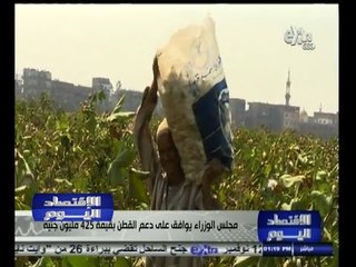 #الاقتصاد_اليوم | مجلس الوزراء يوافق على دعم القطن بقيمة 425 مليون جنية