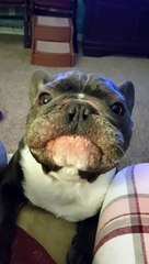 Un chien qui fait le bruit d'une course de Formule 1 !!