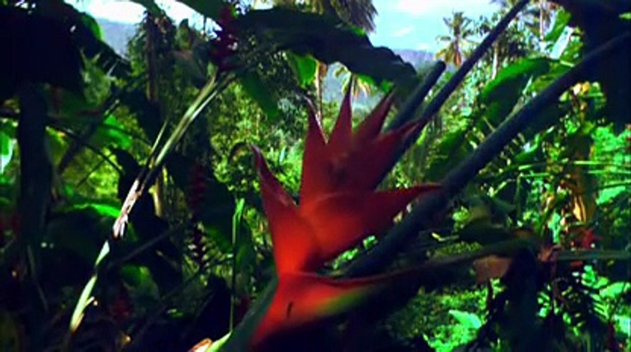 Animal planet -  Hummingbirds