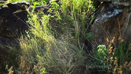 Animal planet -  Leopards