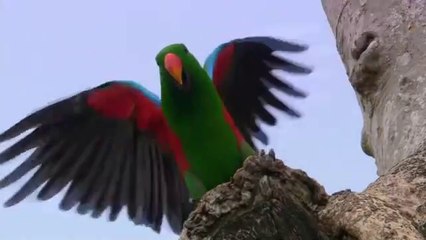 Animal planet -  Parrots