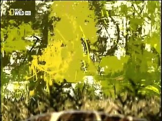 Animal planet -  The Kalahari Hunters