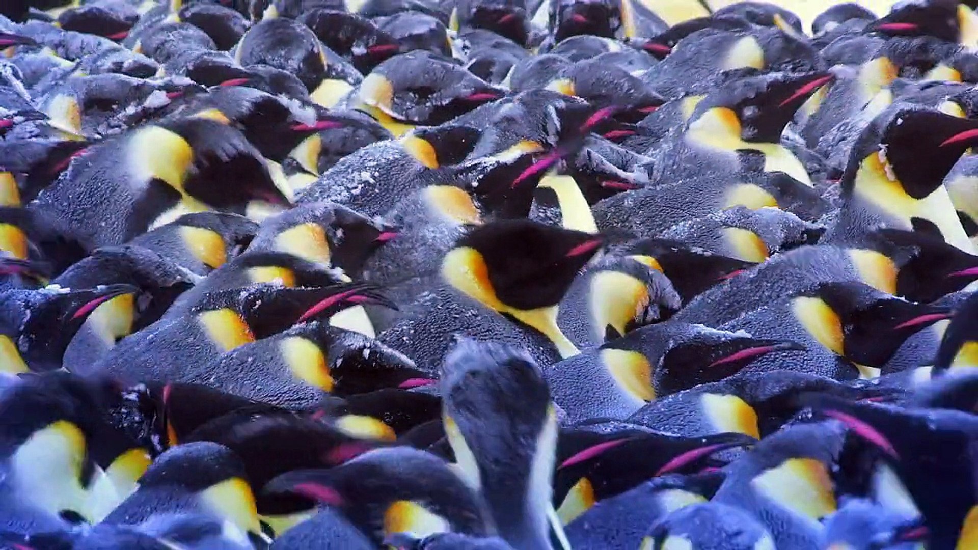 ⁣Animal planet - Penguins (Part 2) First Steps