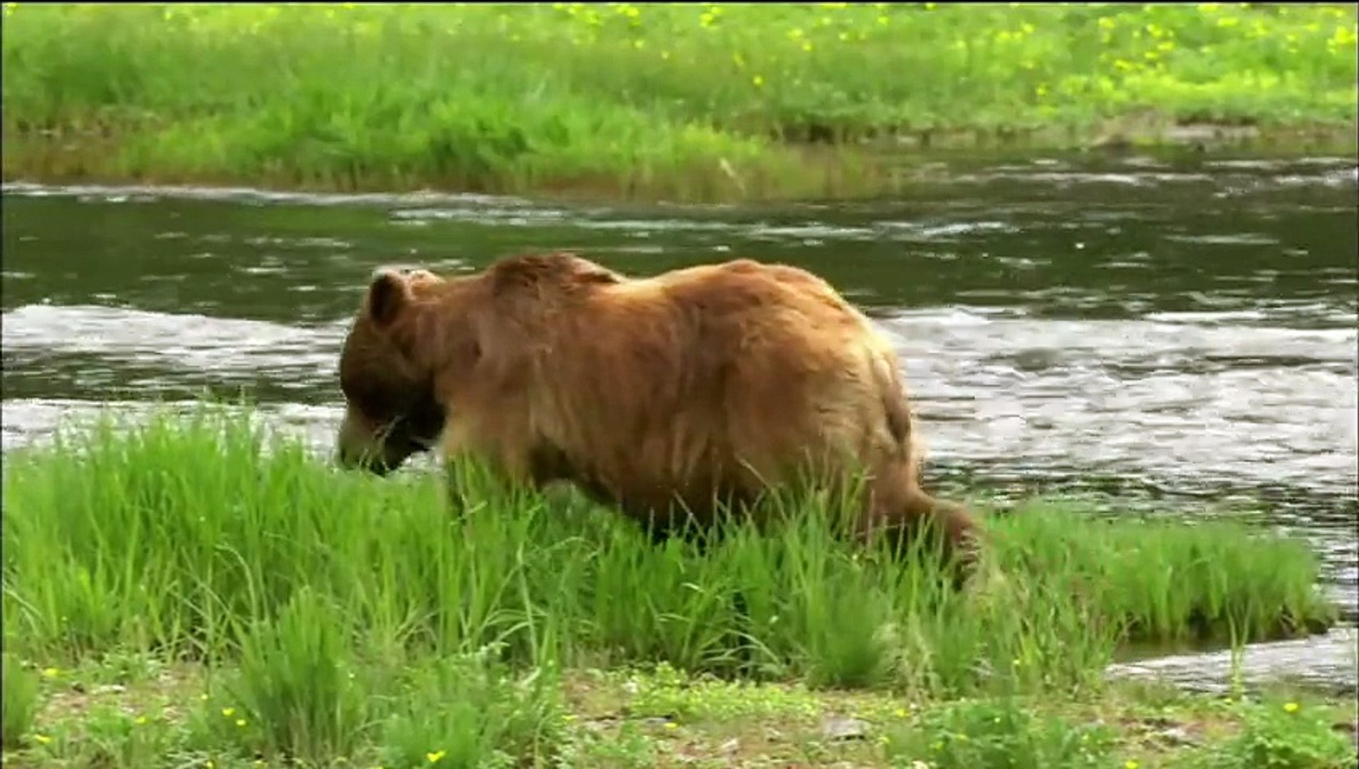 Animal planet - Fortress of the Bears - video Dailymotion