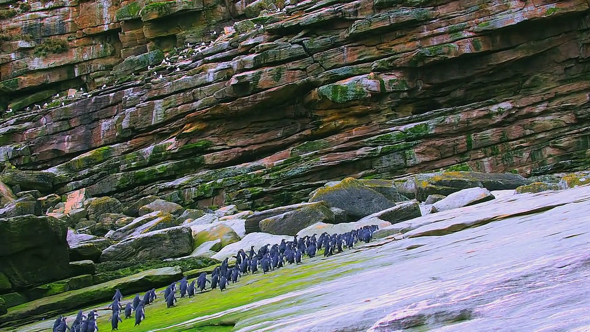⁣Animal planet - Penguins  (Part 1) The Journey