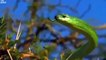Animal planet -  World's Deadliest Snakes