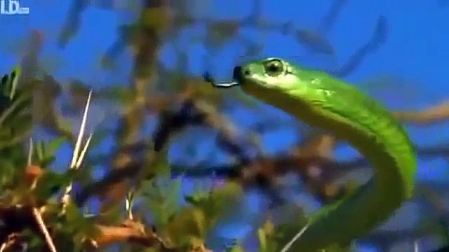 Animal planet - World's Deadliest Snakes