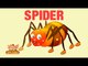 Animal Facts - Spider
