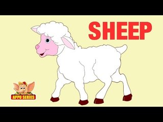 Animal Facts - Sheep