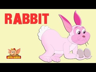 Animal Facts - Rabbit