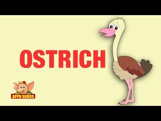 Animal Facts - Ostrich