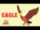 Animal Facts - Bald Eagle