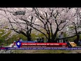 Bulan April Waktu Terbaik Nikmati keindahan Bunga Sakura di Jepang - NET12