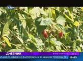 Dnevnik , 15. jul 2017 (RTV Bor)