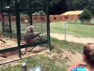 Monkey Thows Monkey Shit at Girl