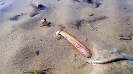 En filmant un couteau de mer, ce scientifique ne s'attendait pas du tout à être témoin d’un tel phénomène...