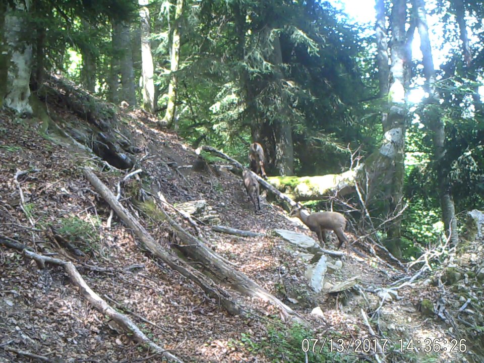 2017_chamois_cabris