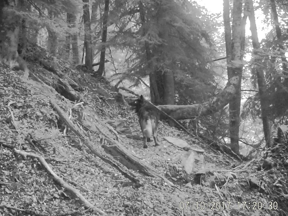 2017_gros_chien