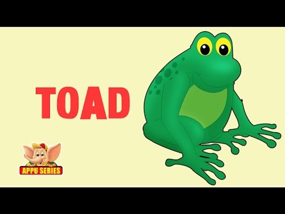Animal Facts - Toad