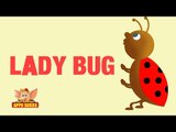 Animal Facts - Lady Bug